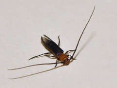 Methia bicolorata