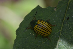 Leptinotarsa calceata