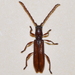 Piezocera monochroa - Photo (c) Francisco Acosta, algunos derechos reservados (CC BY-NC), subido por Francisco Acosta