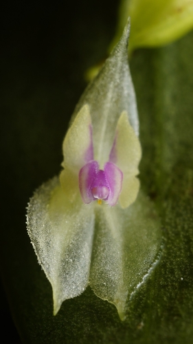 Lepanthes dunstervilleorum, photograph 2