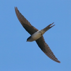 Hemiprocne longipennis