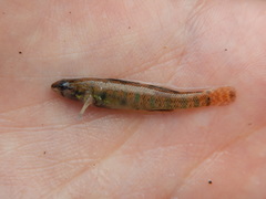 Etheostoma gracile