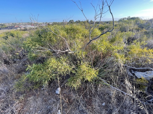 Eucalyptus foecunda observed 2025-02-18