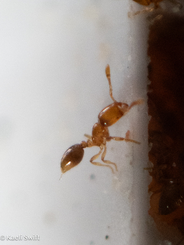 Solenopsis papuana observed 2025-02-18