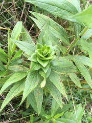 Asphondylia rosulata