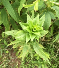 Asphondylia rosulata