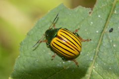 Leptinotarsa calceata