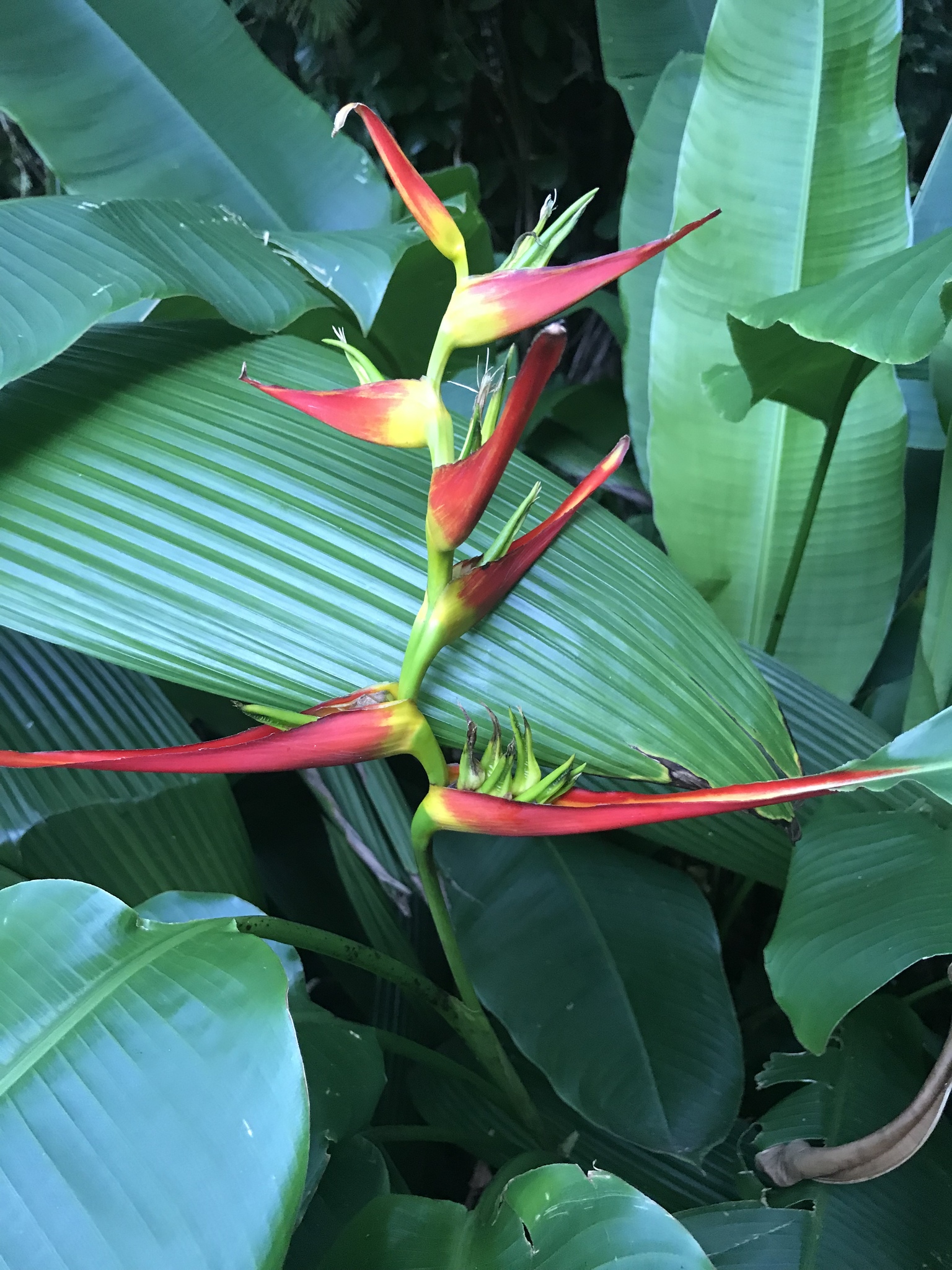 Ave del Paraiso (Heliconia latispatha) · iNaturalist Panamá