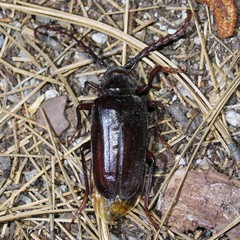 Prionus californicus