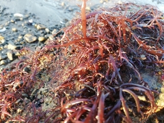 Chondracanthus chamissoi