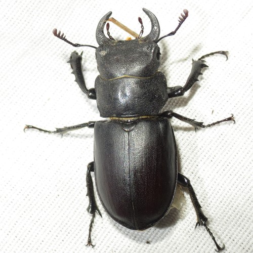Cottonwood Stag Beetle
