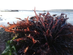 Chondracanthus chamissoi