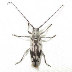 Tigrinestola tigrina