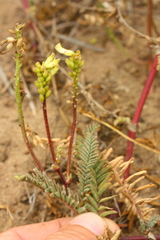Astragalus nuttallii virgatus