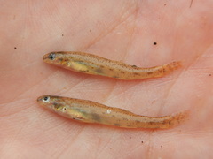 Etheostoma chlorosoma