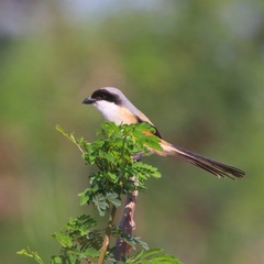 Lanius schach bentet