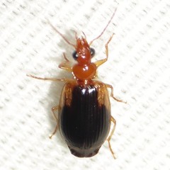 Lebia scapula