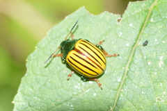 Leptinotarsa calceata