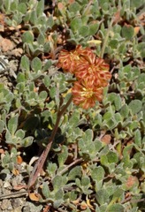 Eriogonum marifolium