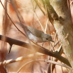Pachycephala cinerea