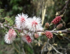 Mimosa aculeaticarpa