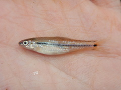 Notropis atrocaudalis