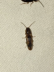 Conoderus vespertinus