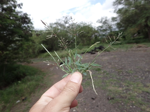 Sporobolus coromandelianus observed 2025-02-17