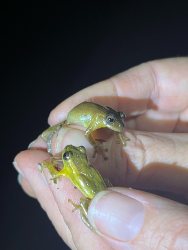 Padre Luna Tree Frog, Dendropsophus padreluna