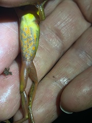 Padre Luna Tree Frog photo 4