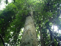 Dipterocarpus alatus