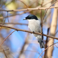 Hemipus hirundinaceus