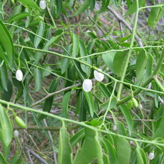 Vallesia glabra