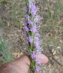 Liatris punctata mucronata