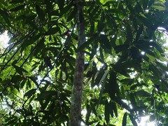 Myristica angustifolia