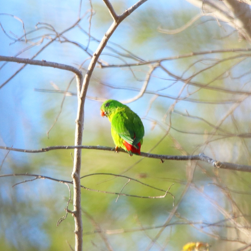 Yellow-Throated Hanging-Parrot