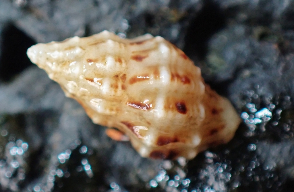 Pascula rufonotata