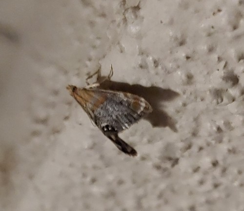Peppery Dicymolomia photo 2