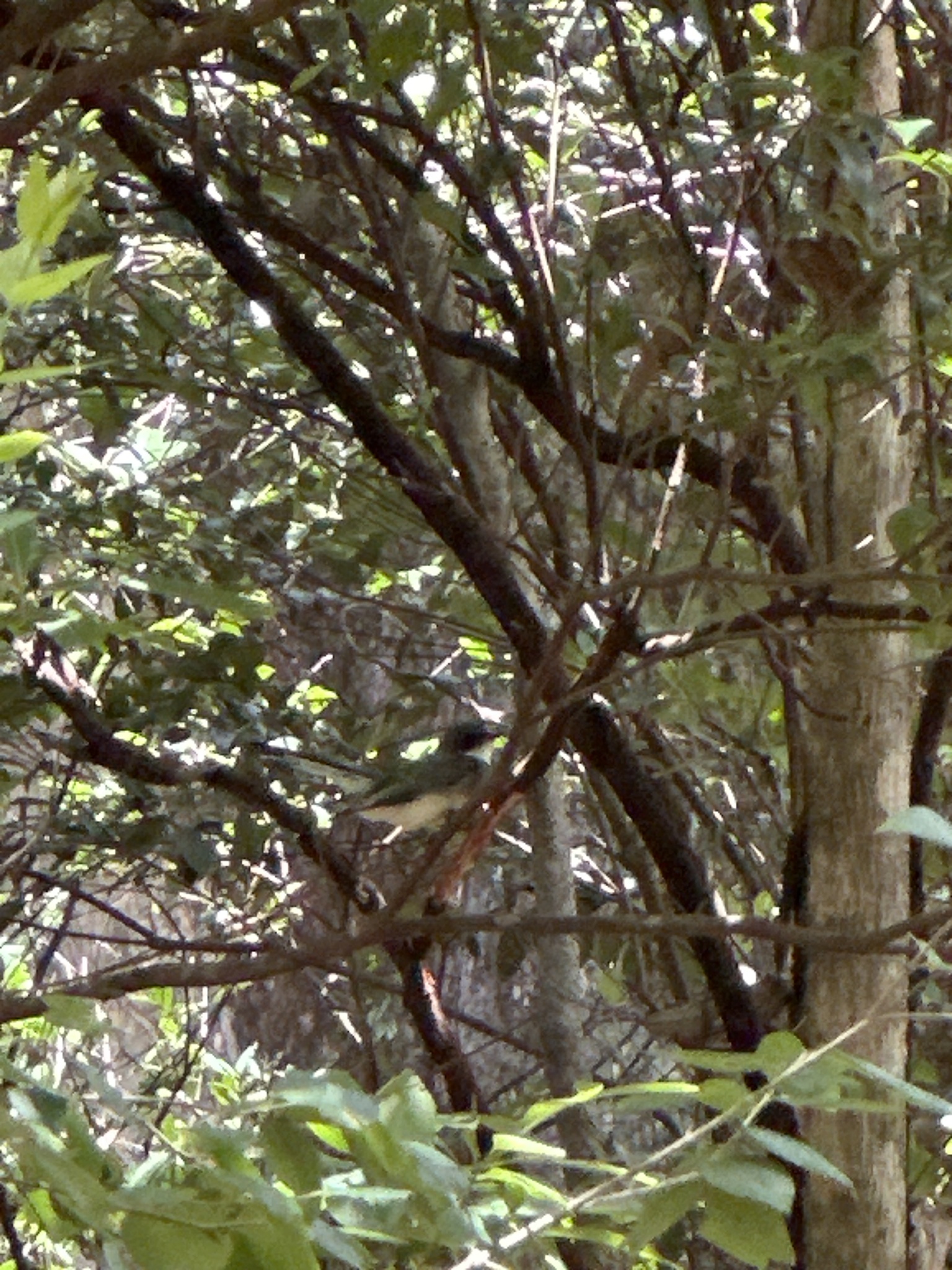 Northern Fantail (Rhipidura rufiventris), photo 10