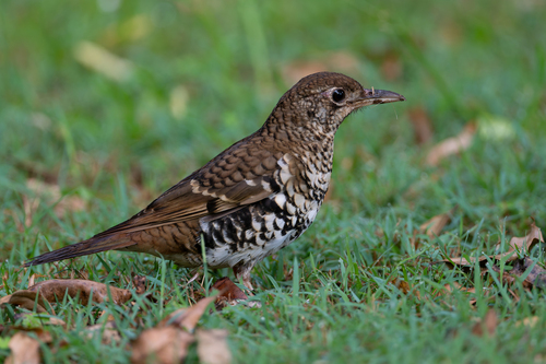 Russet-tailed Thrush (Zoothera heinei), photo 7
