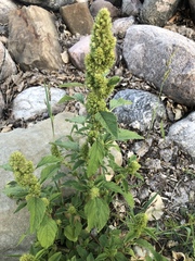 Amaranthus retroflexus