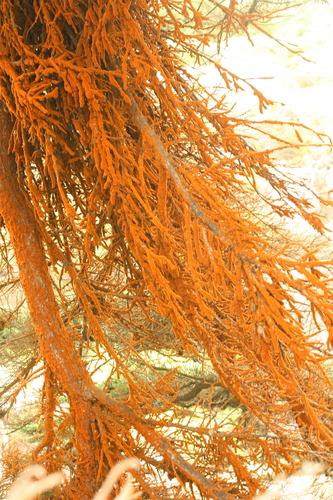 Trentepohlia nuotrauka