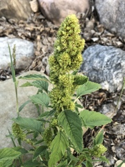 Amaranthus retroflexus