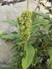 Amaranthus retroflexus
