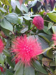 Calliandra trinervia