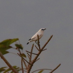 Leucopsar rothschildi