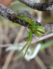 Mecaphesa kanakana
