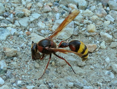 Delta unguiculatum