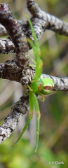 Mecaphesa kanakana