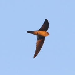 Aerodramus fuciphagus